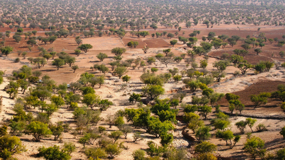 Photo champs Maroc